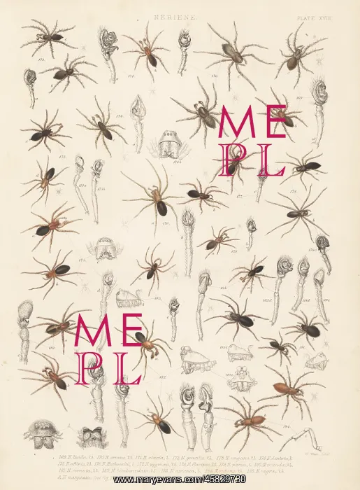 : Sheetweaver spiders, dwarf spiders, etc : Sheetweaver spiders, dwarf spiders, etc