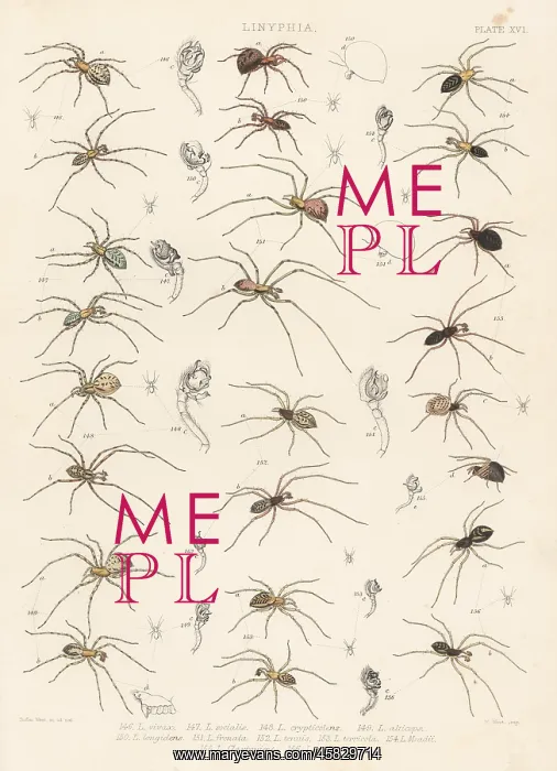 : Sheetweb spider, invisible spider, cavity spider, etc : Sheetweb spider, invisible spider, cavity spider, etc