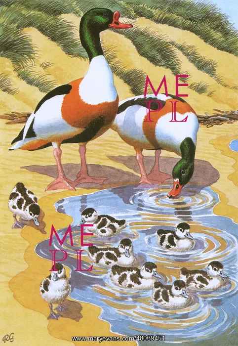 : Shelducks attend to their ducklings who are swimming in a small pool on the beach : Shelducks attend to their ducklings who are swimming in a small pool on the beach