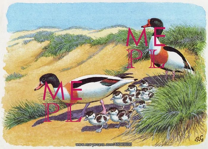 : Shelduck Family : Shelduck Family