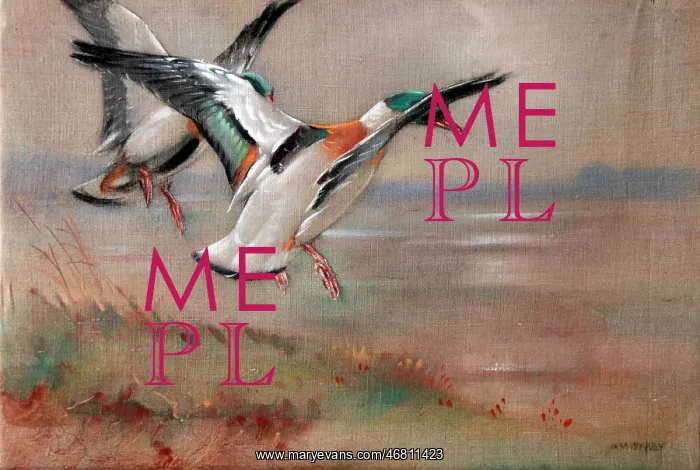  : Birds. Shelduck landing