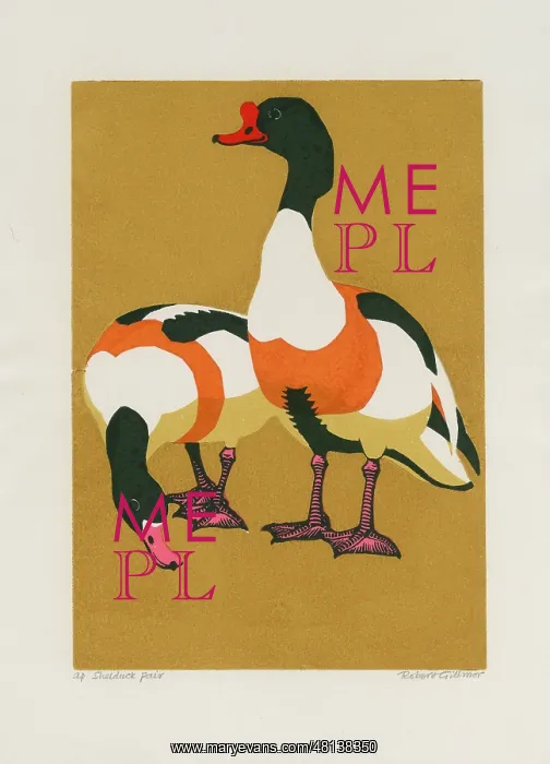 : Shelduck pair : Shelduck pair