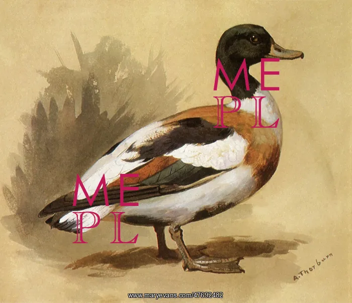  : A Shelduck, Tadorna tadorna