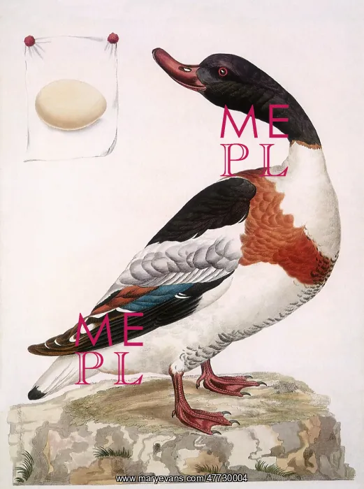 : Shelduck, Tadorna tadorna : Shelduck, Tadorna tadorna