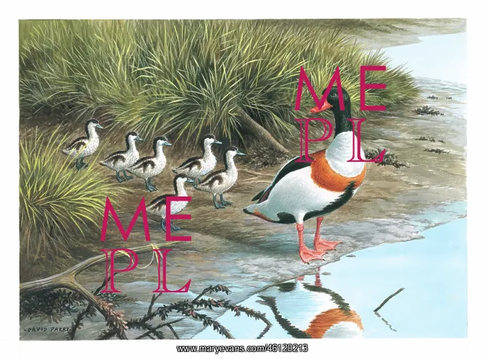 : Shelduck and young