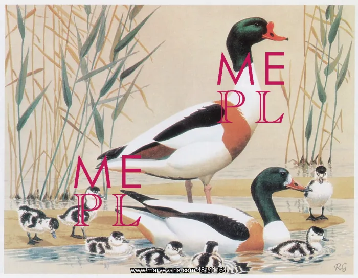  : Shelducks