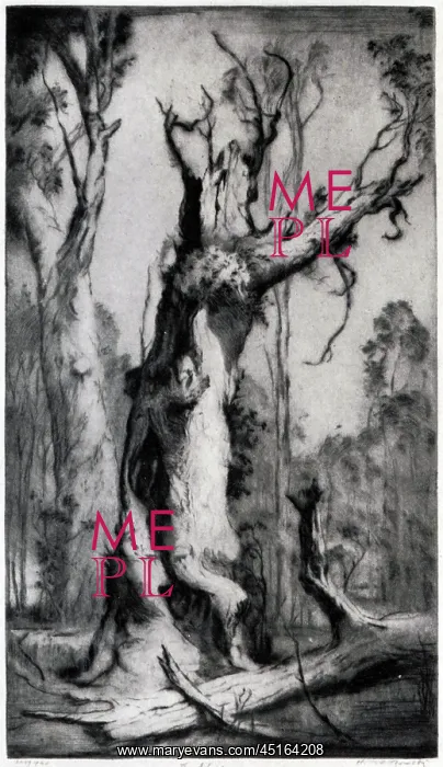 : The Shell. An etching showing a thick, twisted, gnarled old tree in a woodland : The Shell. An etching showing a thick, twisted, gnarled old tree in a woodland