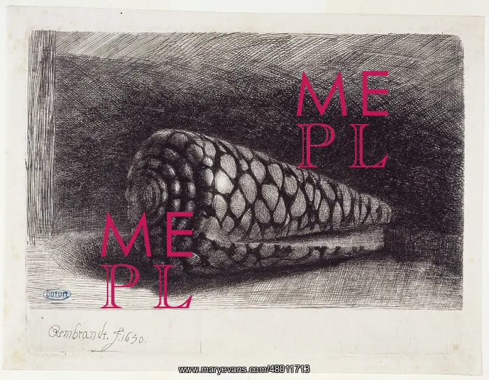 : The Shell. Harmensz Van Rijn Rembrandt (1606-1669). The Shell (B 159 - 2eme etat), 1650 : The Shell. Harmensz Van Rijn Rembrandt (1606-1669). The Shell (B 159 - 2eme etat), 1650