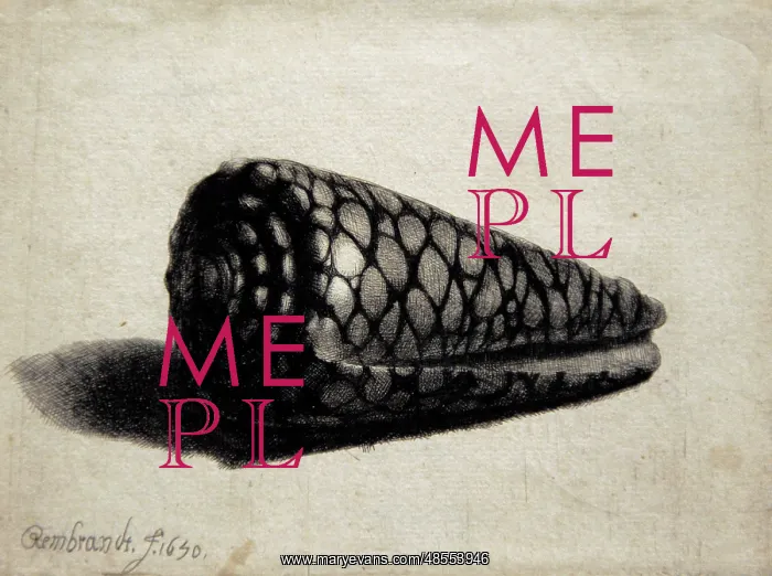 : The Shell (Conus marmoreus), by Rembrandt : The Shell (Conus marmoreus), by Rembrandt