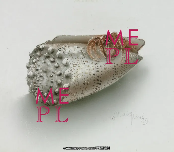 : Shell and crab by Olga Makrushenko : Shell and crab by Olga Makrushenko