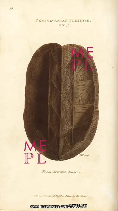 : Shell of the Eastern mud turtle, Kinosternon subrubrum : Shell of the Eastern mud turtle, Kinosternon subrubrum