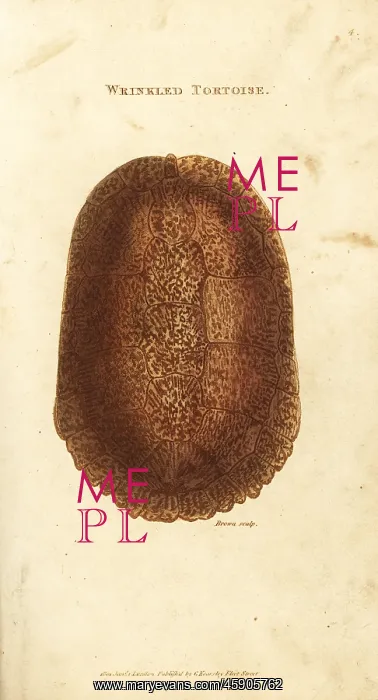 : Shell of the endangered green sea turtle, Chelonia mydas : Shell of the endangered green sea turtle, Chelonia mydas