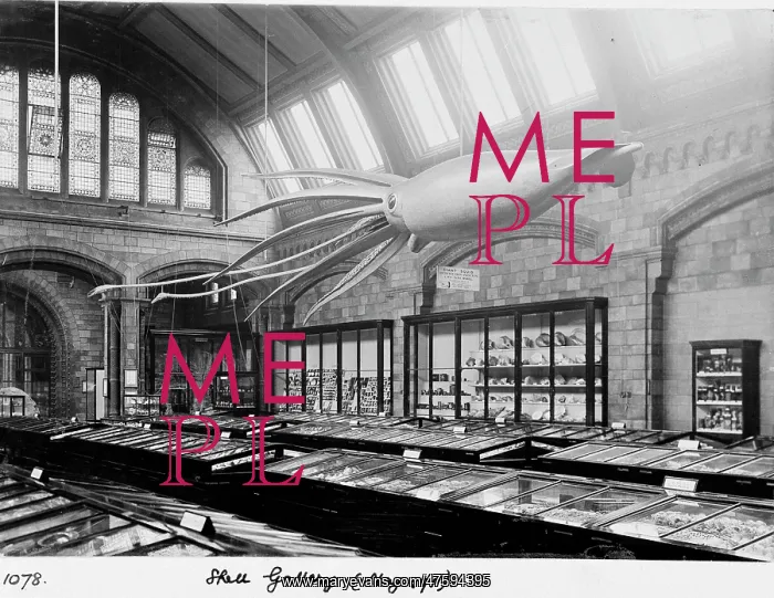 : Shell Gallery, May 1911 : Shell Gallery, May 1911