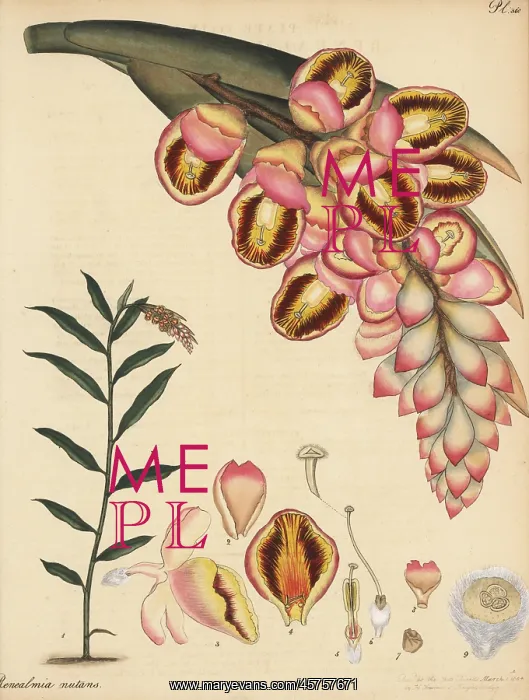 : Shell ginger, Alpinia zerumbet : Shell ginger, Alpinia zerumbet