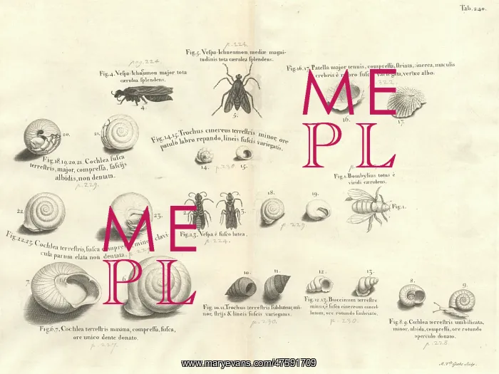 : Shell and insect illustration : Shell and insect illustration