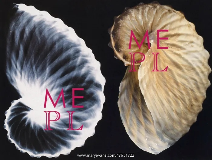 : Shell X-ray : Shell X-ray