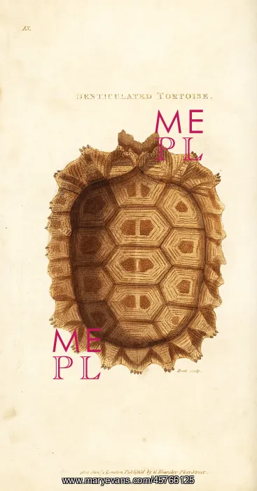 : Shell of the yellow-footed tortoise, Chelonoidis denticulata : Shell of the yellow-footed tortoise, Chelonoidis denticulata