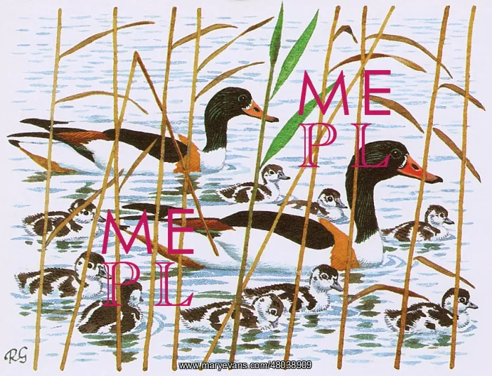 : Shellducks : Shellducks