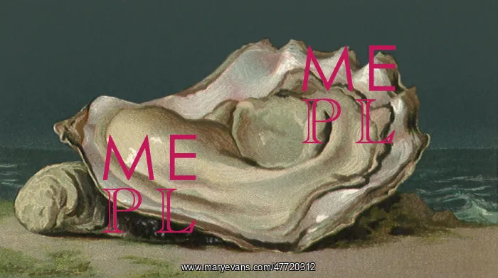  : Shelled Oyster