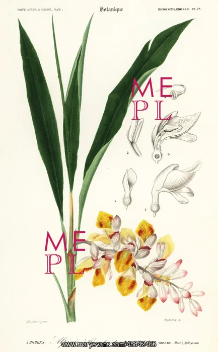 : Shellflower, Alpinia nutans : Shellflower, Alpinia nutans