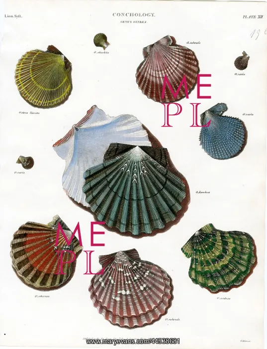  : Shells