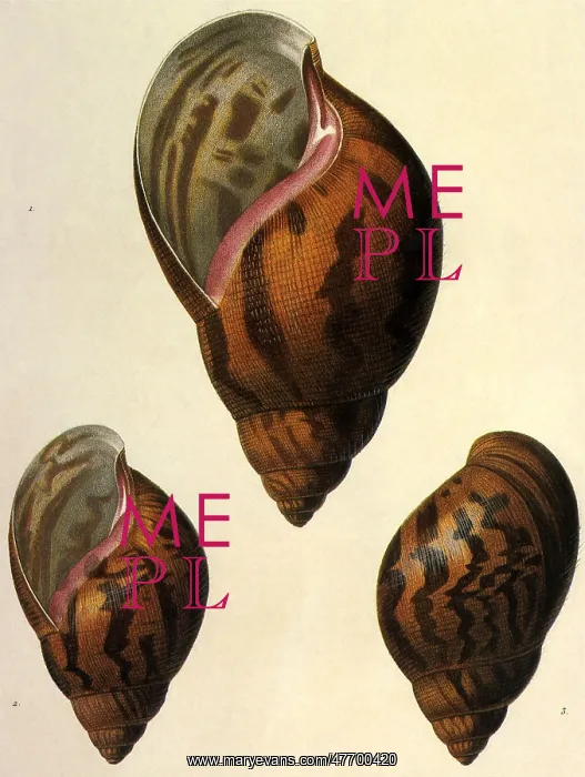  : Shells