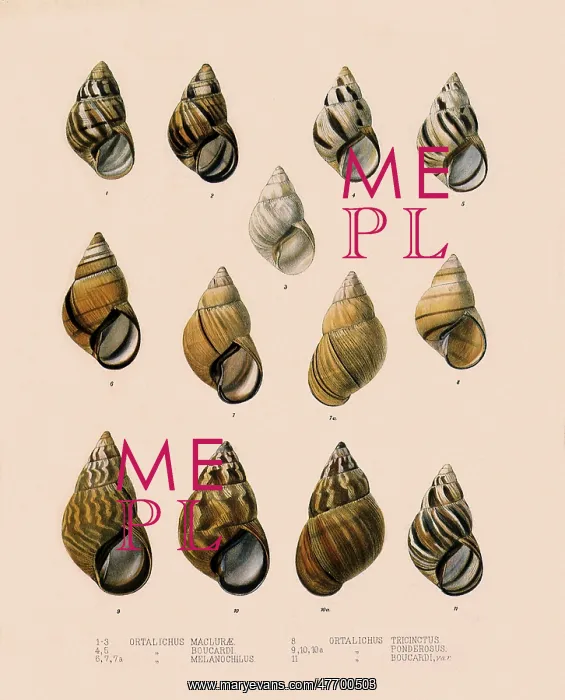  : Shells