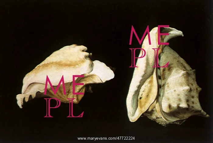 : Two Shells : Two Shells