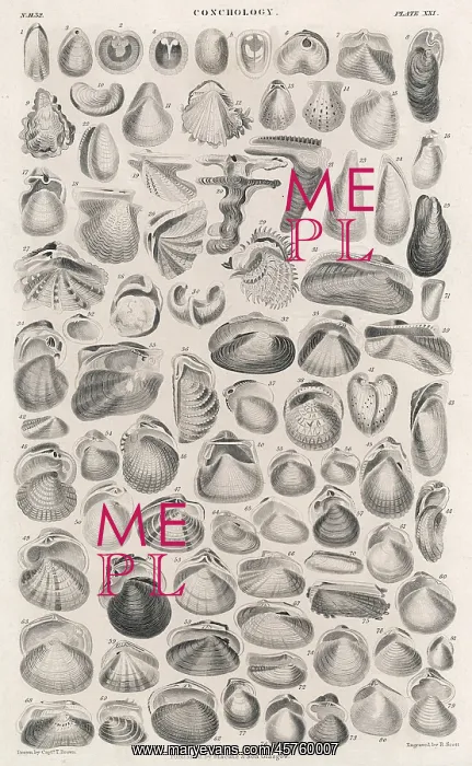 : SHELLS AND BIVALVES : SHELLS AND BIVALVES