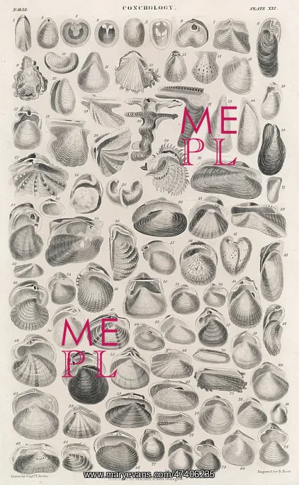 : SHELLS AND BIVALVES : SHELLS AND BIVALVES