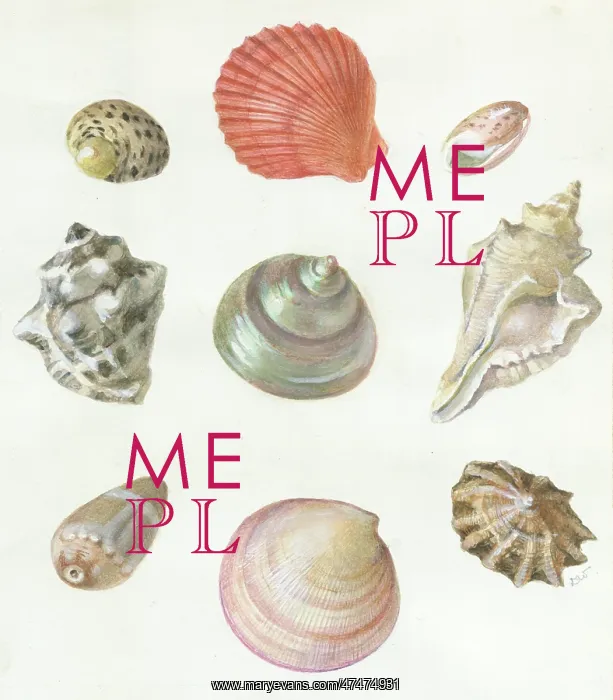  : Shells - nine different sea shells