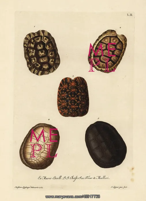 : Shells of Hermann's, padloper, geometric tortoises : Shells of Hermann's, padloper, geometric tortoises