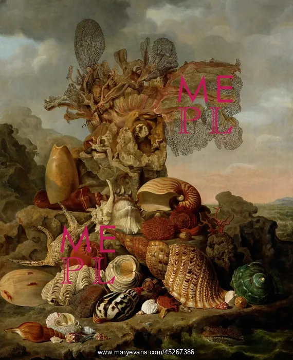 : Shells and Marine Plants : Shells and Marine Plants