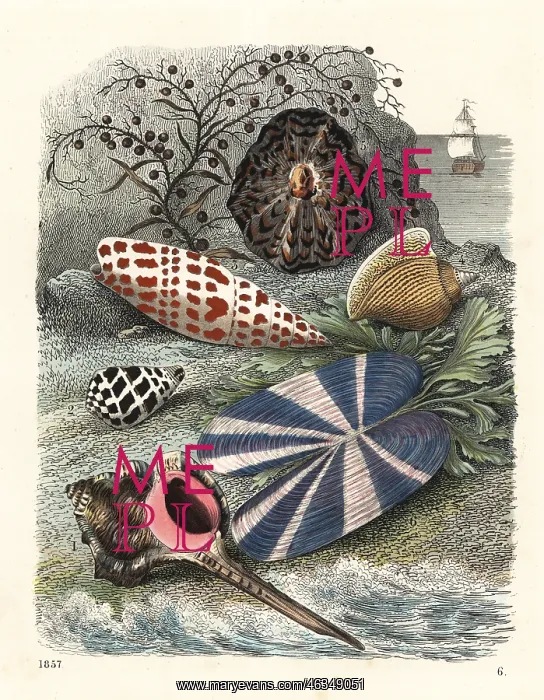 : Shells and seaweed on the shore : Shells and seaweed on the shore