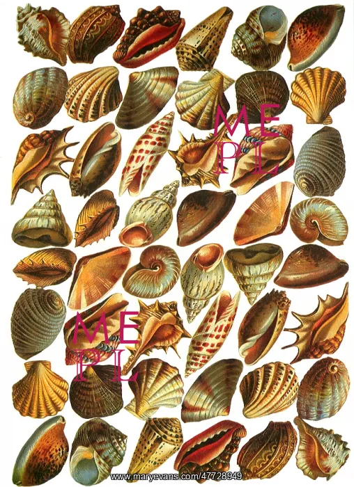  : Shells and More Shells
