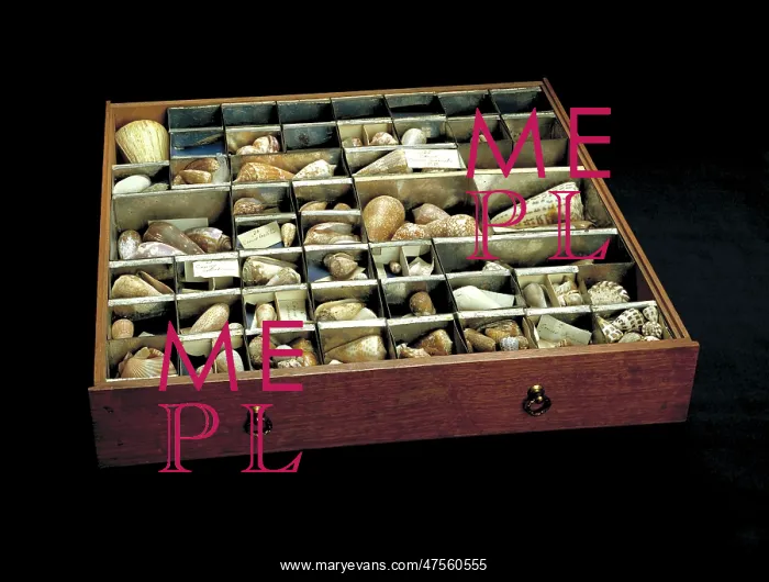 : Shells from Sir Joseph Banks collection : Shells from Sir Joseph Banks collection