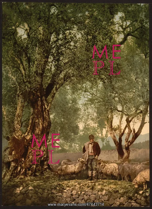 : Shephard with flock in olive grove, Mentone, Riveria : Shephard with flock in olive grove, Mentone, Riveria