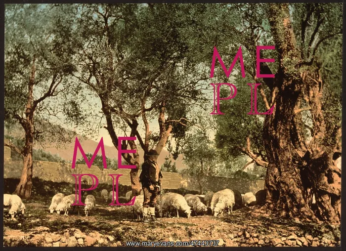 : Shephard tending sheep in olive grove, Mentone, Riviera : Shephard tending sheep in olive grove, Mentone, Riviera