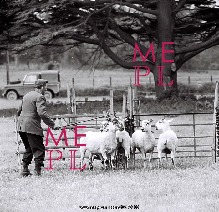  : Shepherd