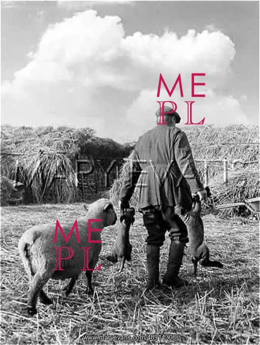 : SHEPHERD CARRYING LAMBS : SHEPHERD CARRYING LAMBS