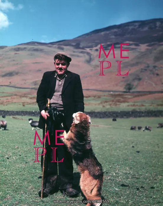 : Shepherd and his dog, Cumberland : Shepherd and his dog, Cumberland