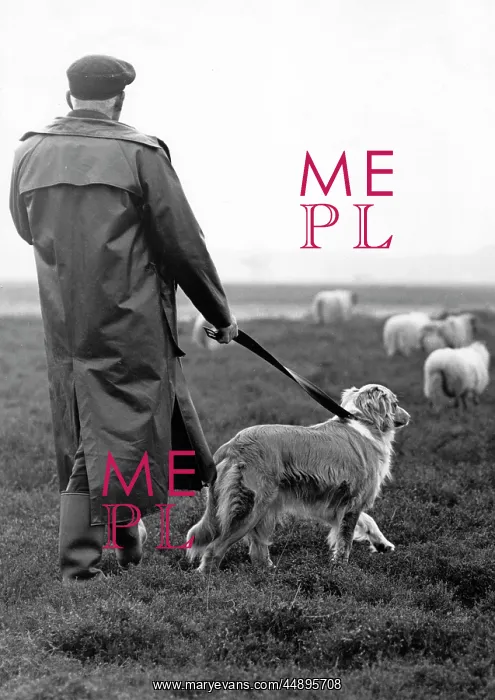  : Shepherd, dog and sheep