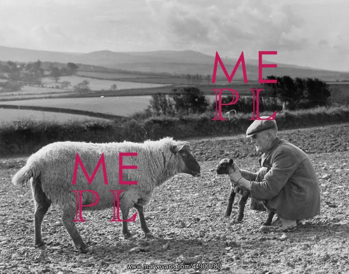 : Shepherd with lamb and sheep, Devon : Shepherd with lamb and sheep, Devon