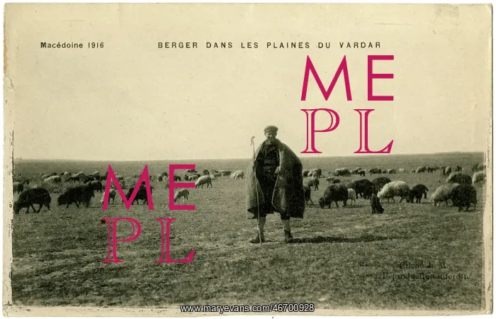 : Shepherd on the Plains of Vardar, Macedonia - WW1 era : Shepherd on the Plains of Vardar, Macedonia - WW1 era