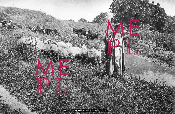 : Shepherd with sheep and goats, Holy Land : Shepherd with sheep and goats, Holy Land