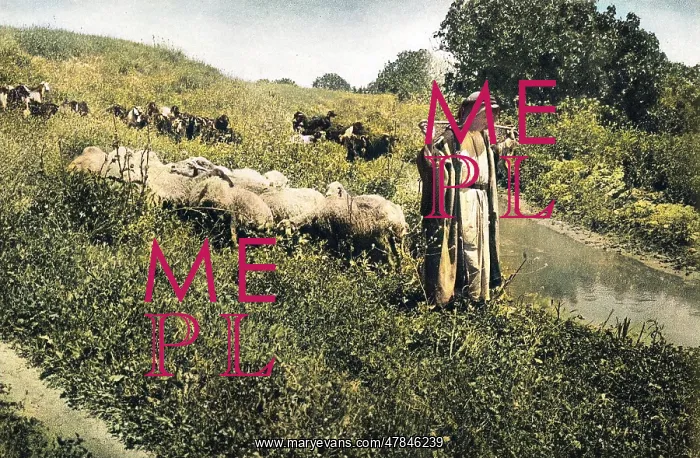 : Shepherd with sheep and goats, Holy Land : Shepherd with sheep and goats, Holy Land