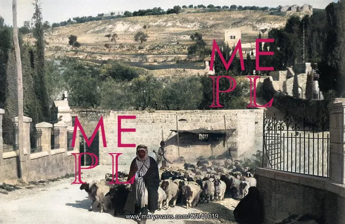 : Shepherd and sheep near Garden of Gethsemane, Jerusalem : Shepherd and sheep near Garden of Gethsemane, Jerusalem