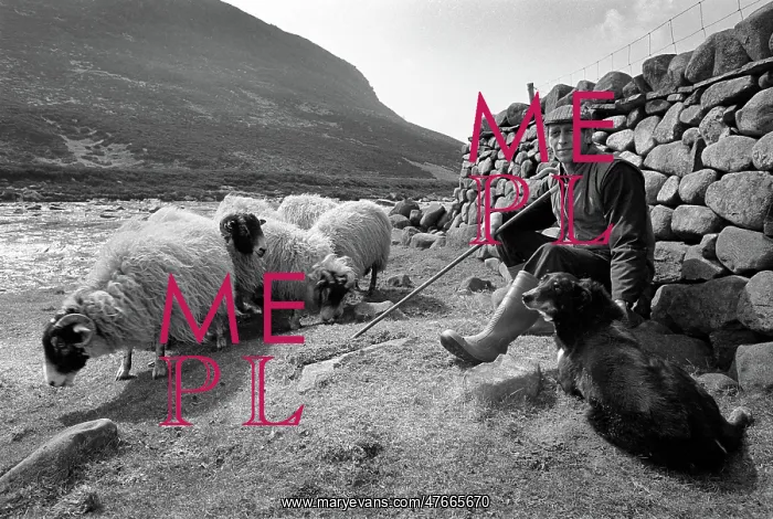 : Shepherd with his sheepdog and sheep beside the River Tees : Shepherd with his sheepdog and sheep beside the River Tees