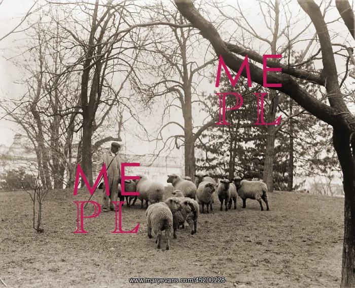 : Shepherd with the White House sheep that ? : Shepherd with the White House sheep that ?