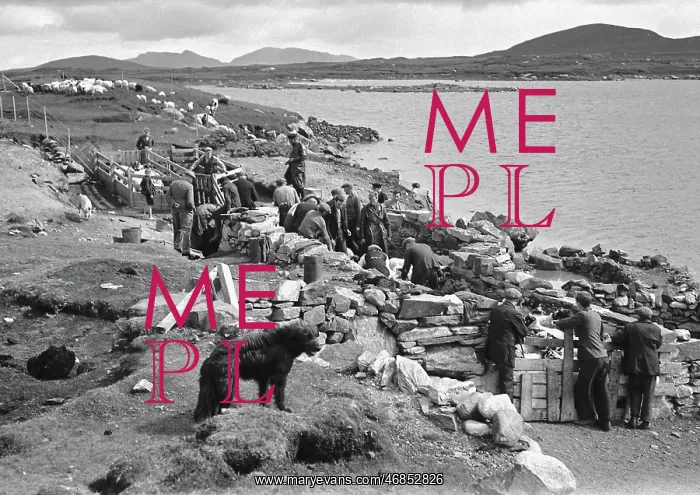 : Shepherds at North Uist, Outer Hebrides, Scotland : Shepherds at North Uist, Outer Hebrides, Scotland